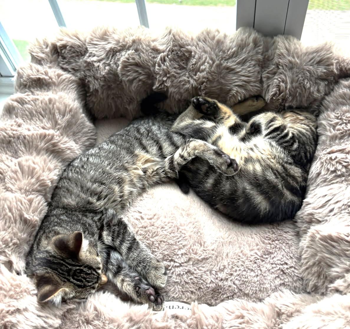 Enlarge Lima (Bonded to Pinto, SNUGGLE BUGS), a ADOPTABLE Tabby in Ypsilanti, MI image 6/6