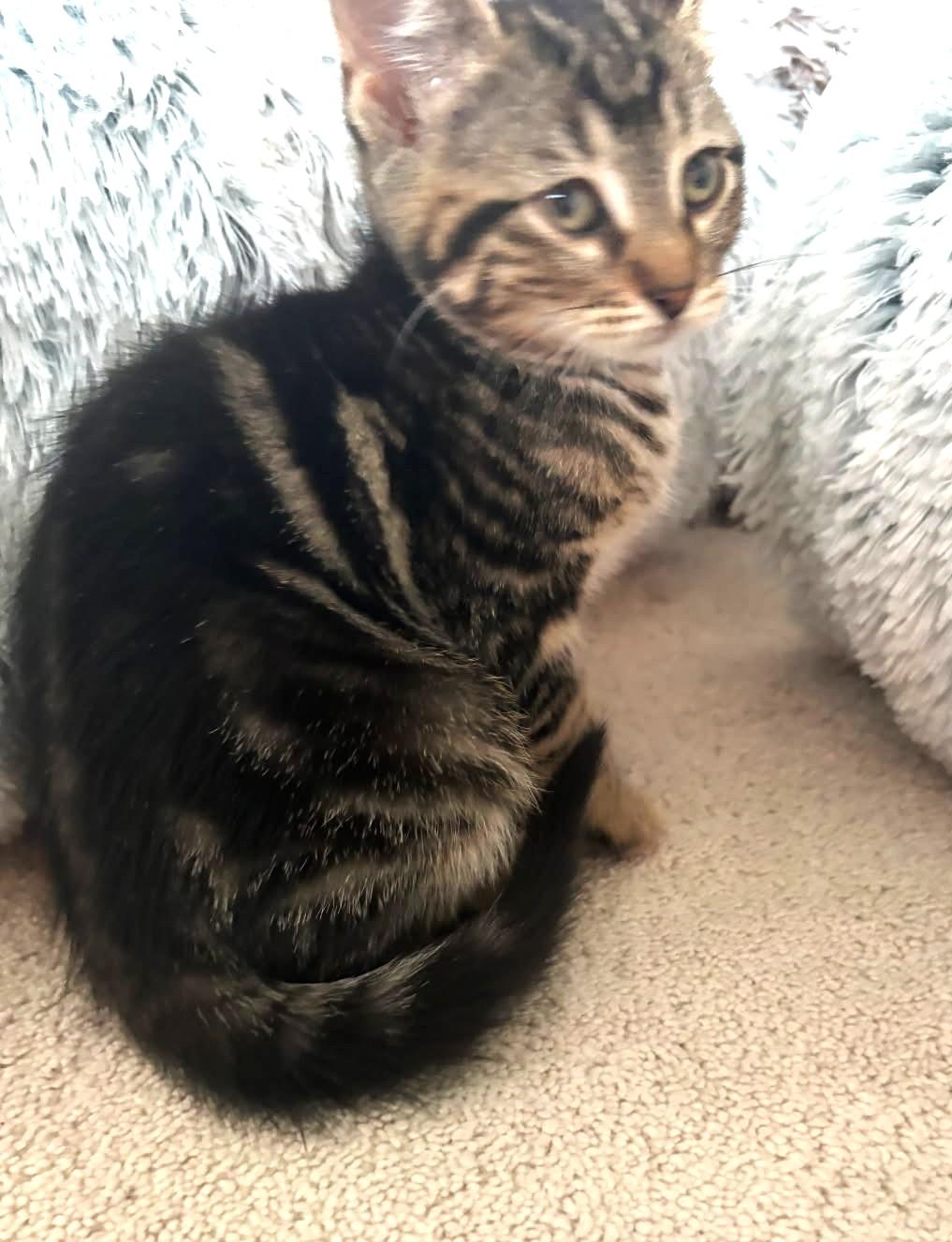 Lima (Bonded to Pinto), ADOPTABLE, Kitten Female Tabby.