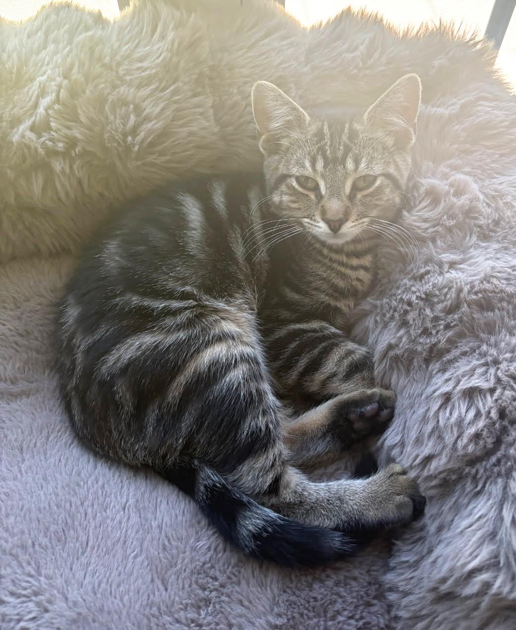 Lima (Bonded to Pinto), a ADOPTABLE Tabby in Ypsilanti, MI image 1/4