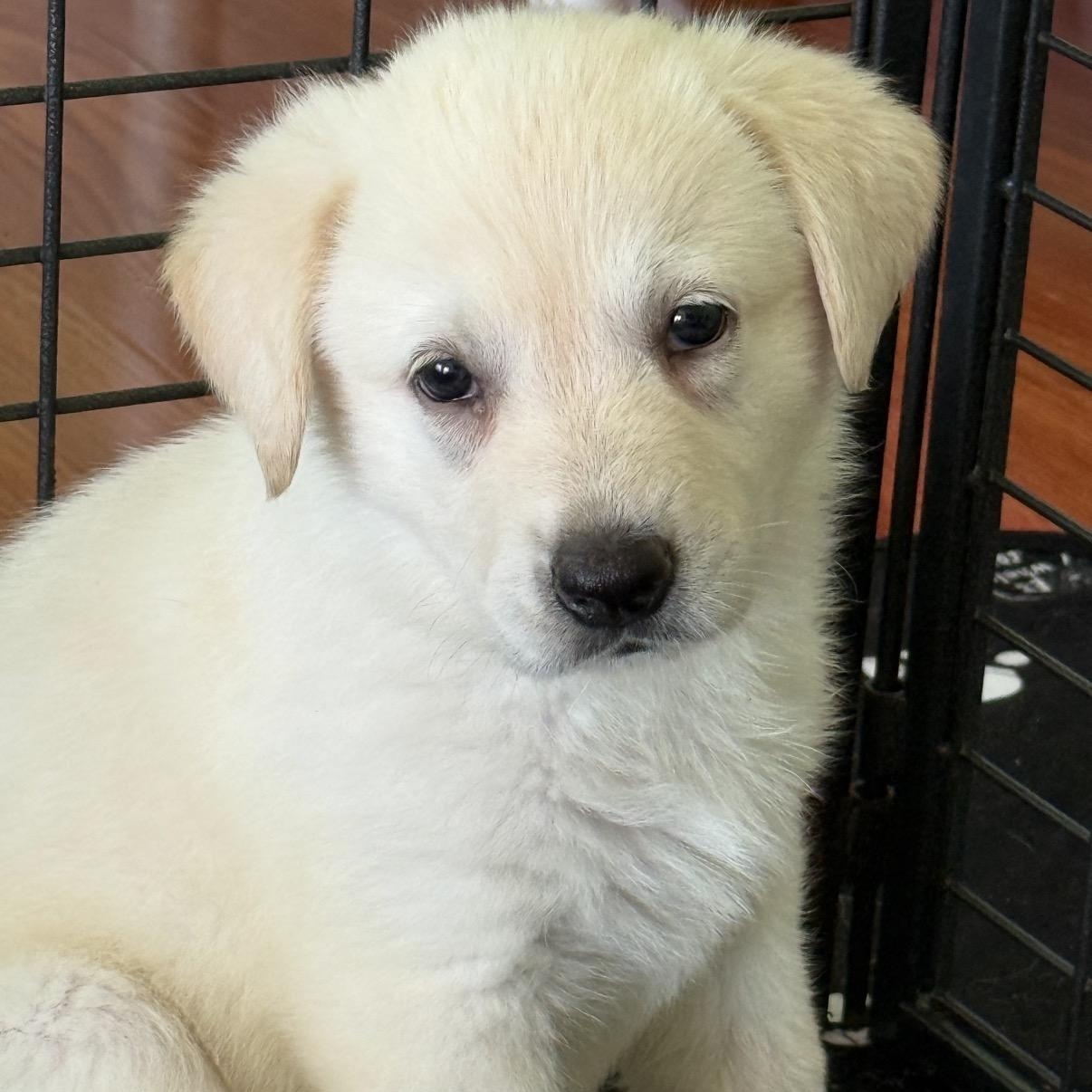 Butter- local, ADOPTABLE, Puppy Female Golden Retriever & Anatolian Shepherd.