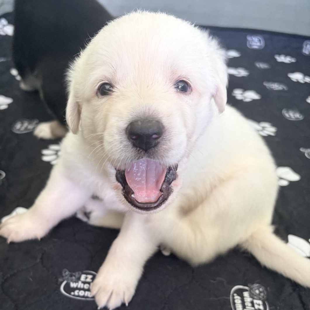 BUTTER-Local, a ADOPTABLE mixed breed in Warwick, RI image 2/6
