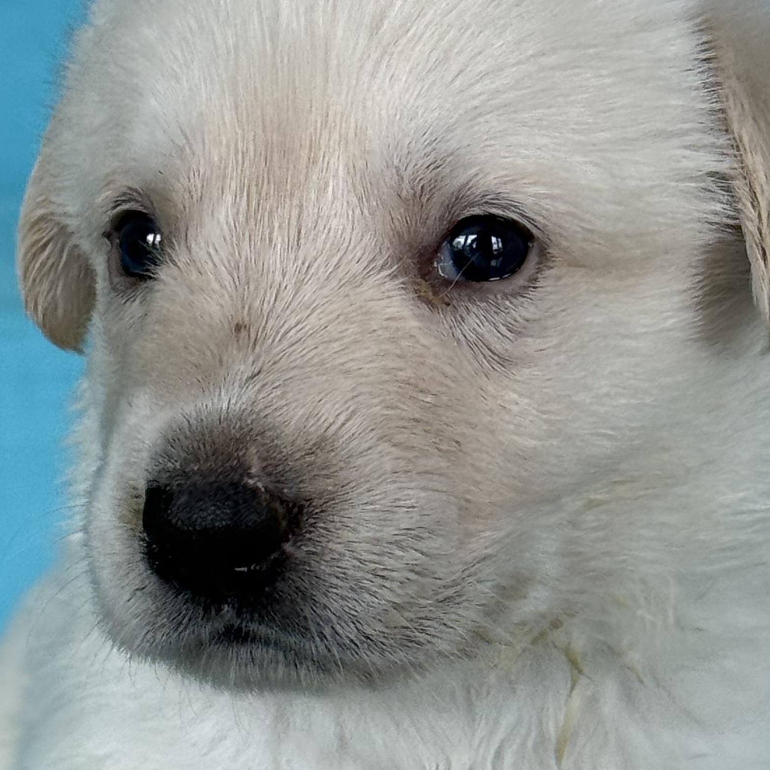 BUTTER-Local, a ADOPTABLE mixed breed in Warwick, RI image 3/6