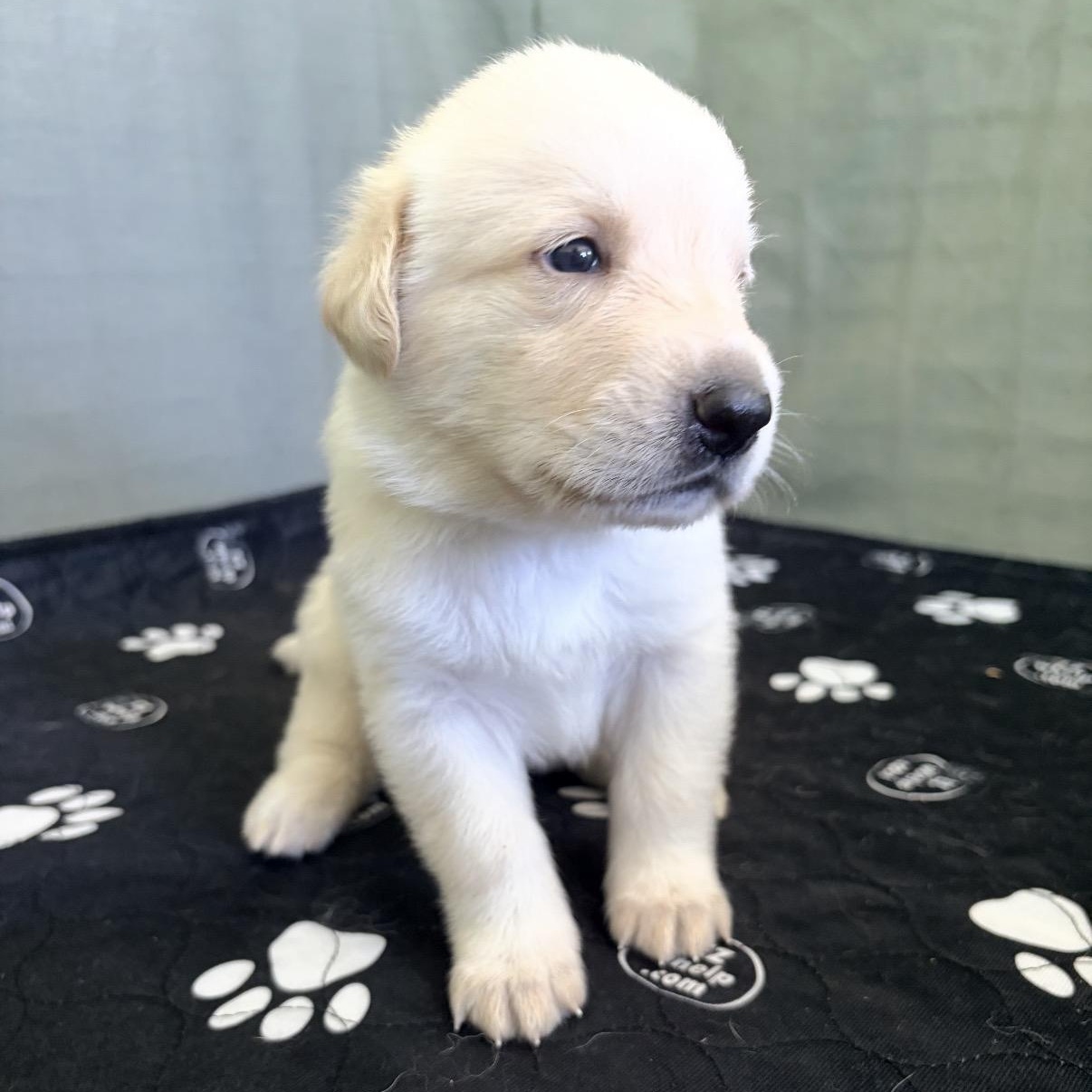 BUTTER-Local, a ADOPTABLE mixed breed in Warwick, RI image 1/6