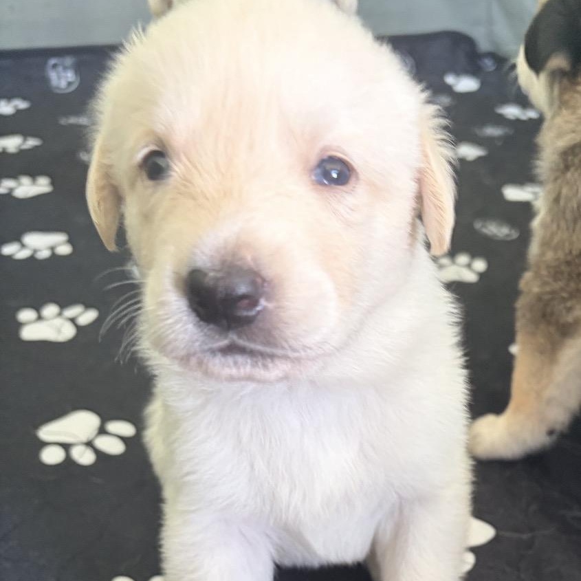BUTTER-Local, a ADOPTABLE mixed breed in Warwick, RI image 4/6