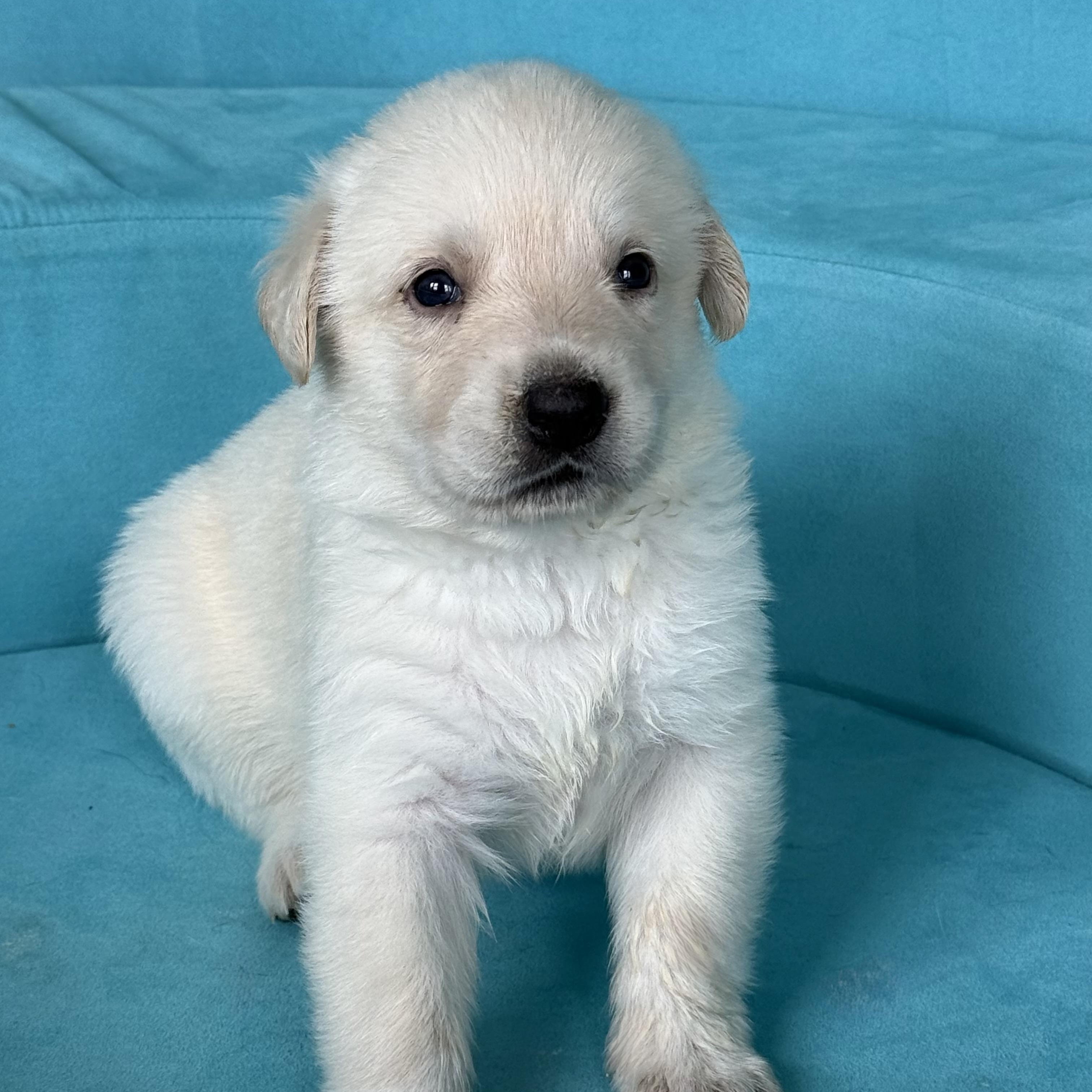 BUTTER-Local, a ADOPTABLE mixed breed in Warwick, RI image 5/6