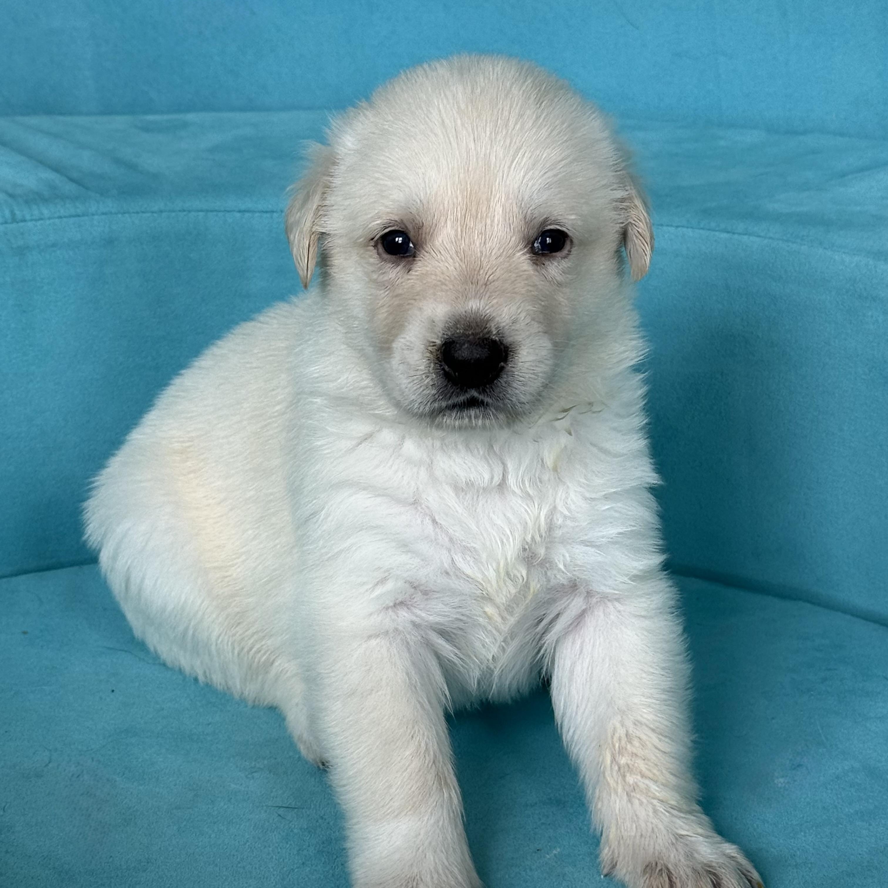 BUTTER-Local, a ADOPTABLE mixed breed in Warwick, RI image 6/6