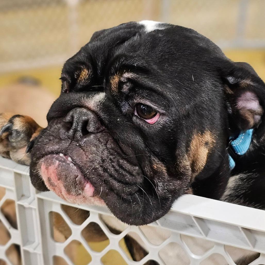 Shoresy, Adoptable, Young Male English Bulldog.