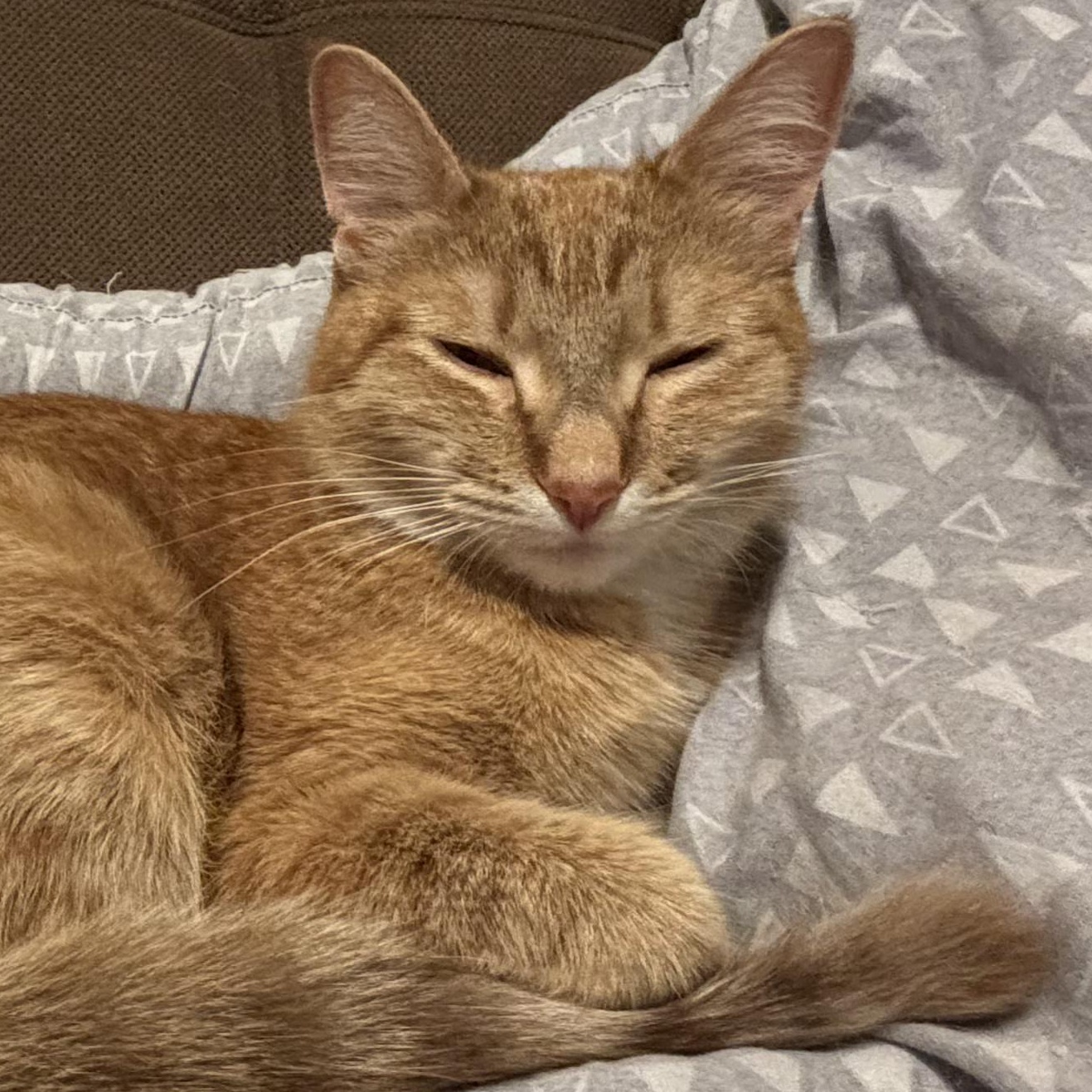 Nala, an adoption pending Domestic Short Hair in Renton , WA image 5/6