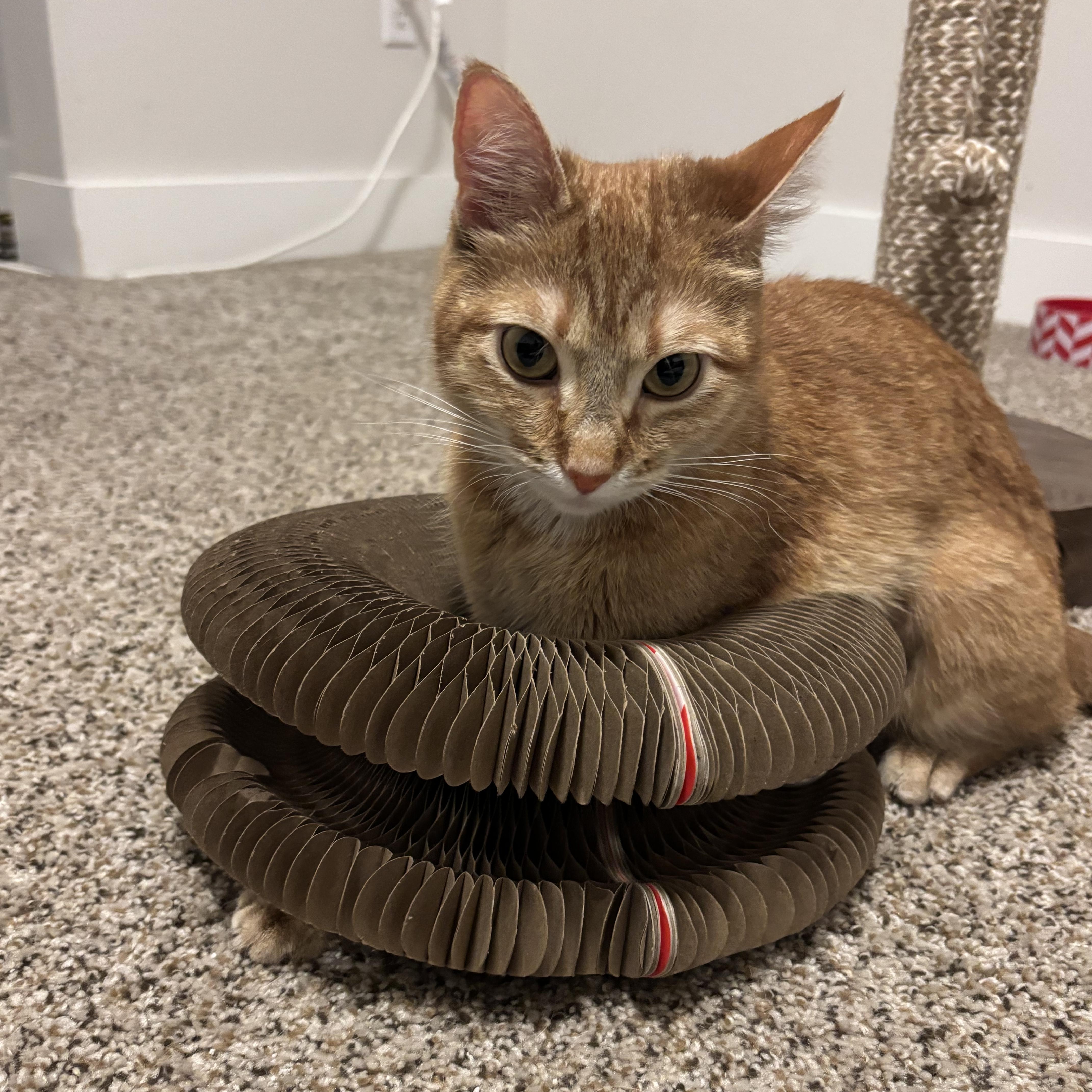 Nala, an adoption pending Domestic Short Hair in Renton , WA image 6/6