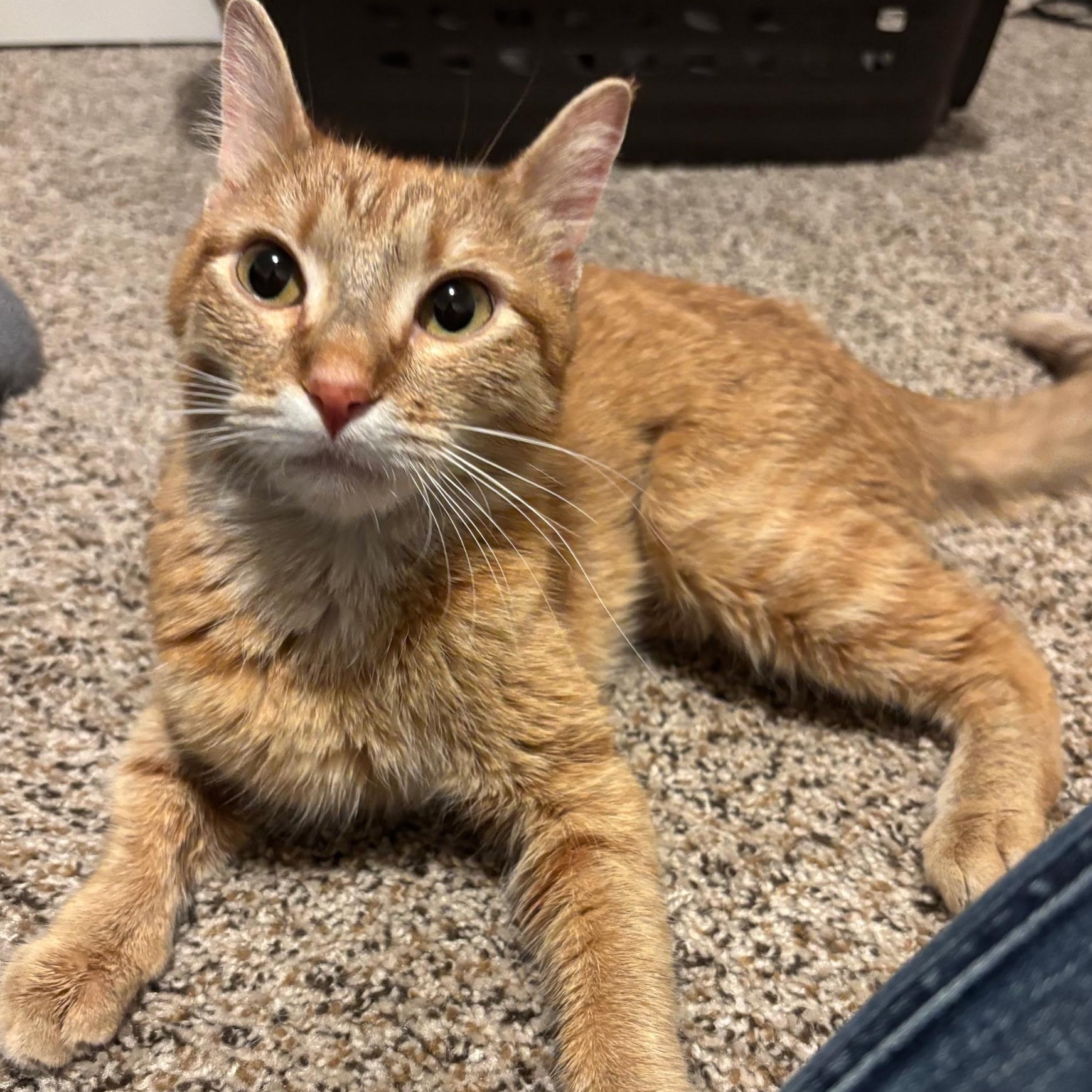 Enlarge Nala, a ADOPTABLE Domestic Short Hair in Renton , WA image 4/4