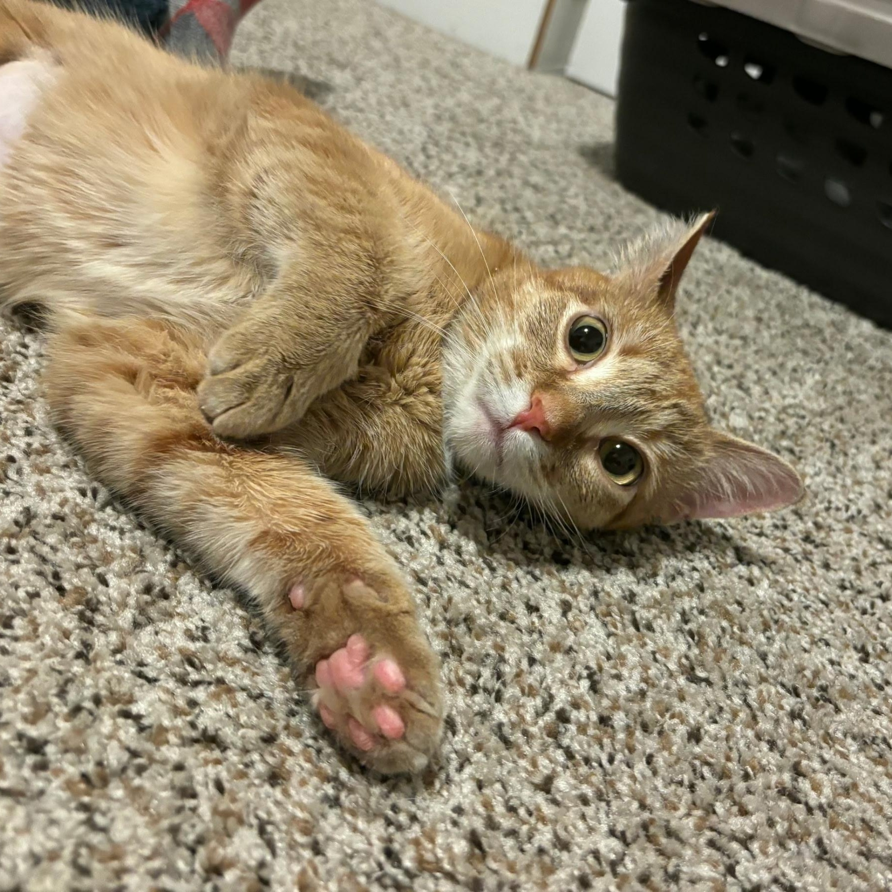 Enlarge Nala, a ADOPTABLE Domestic Short Hair in Renton , WA image 2/4