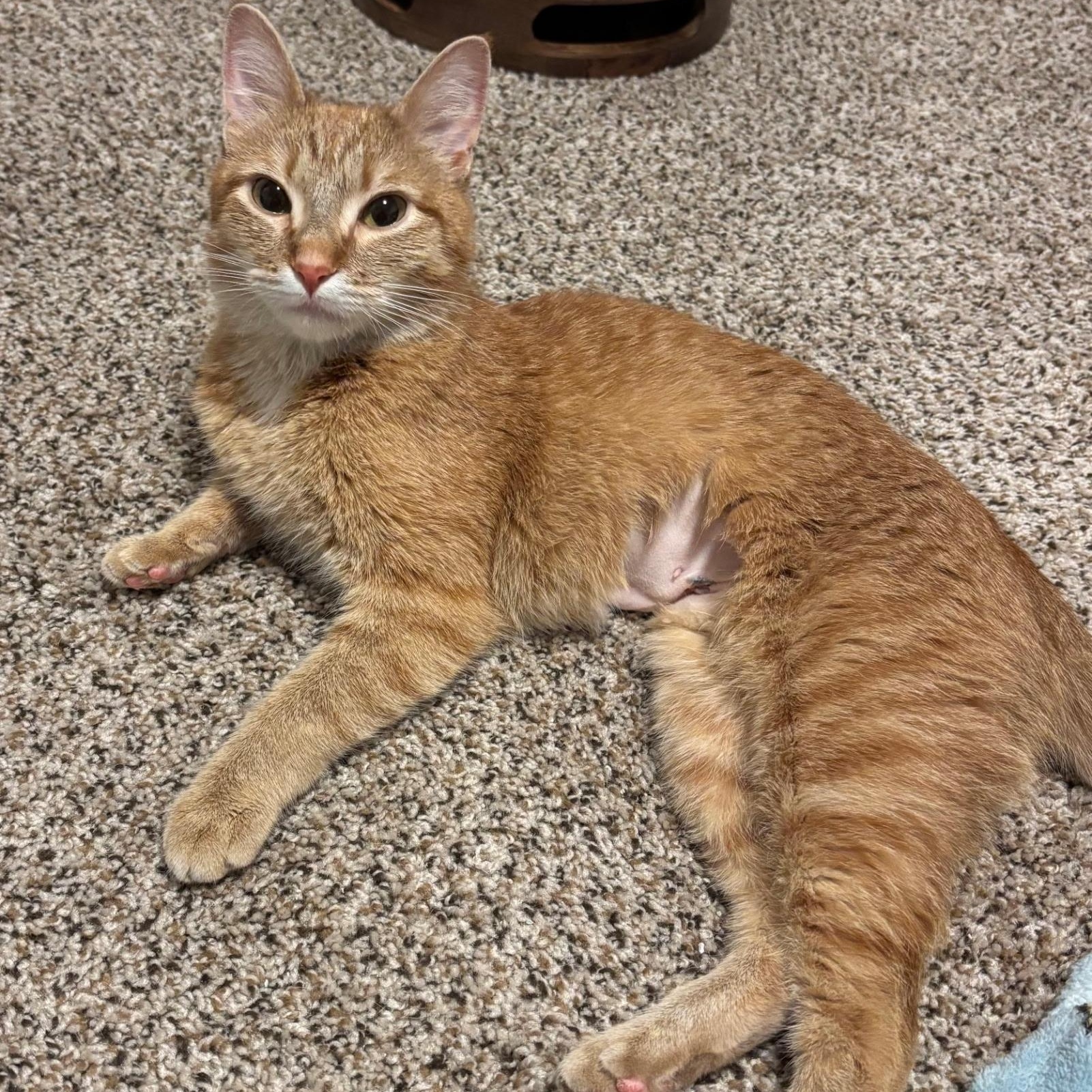 Nala, ADOPTABLE, Young Female Domestic Short Hair.