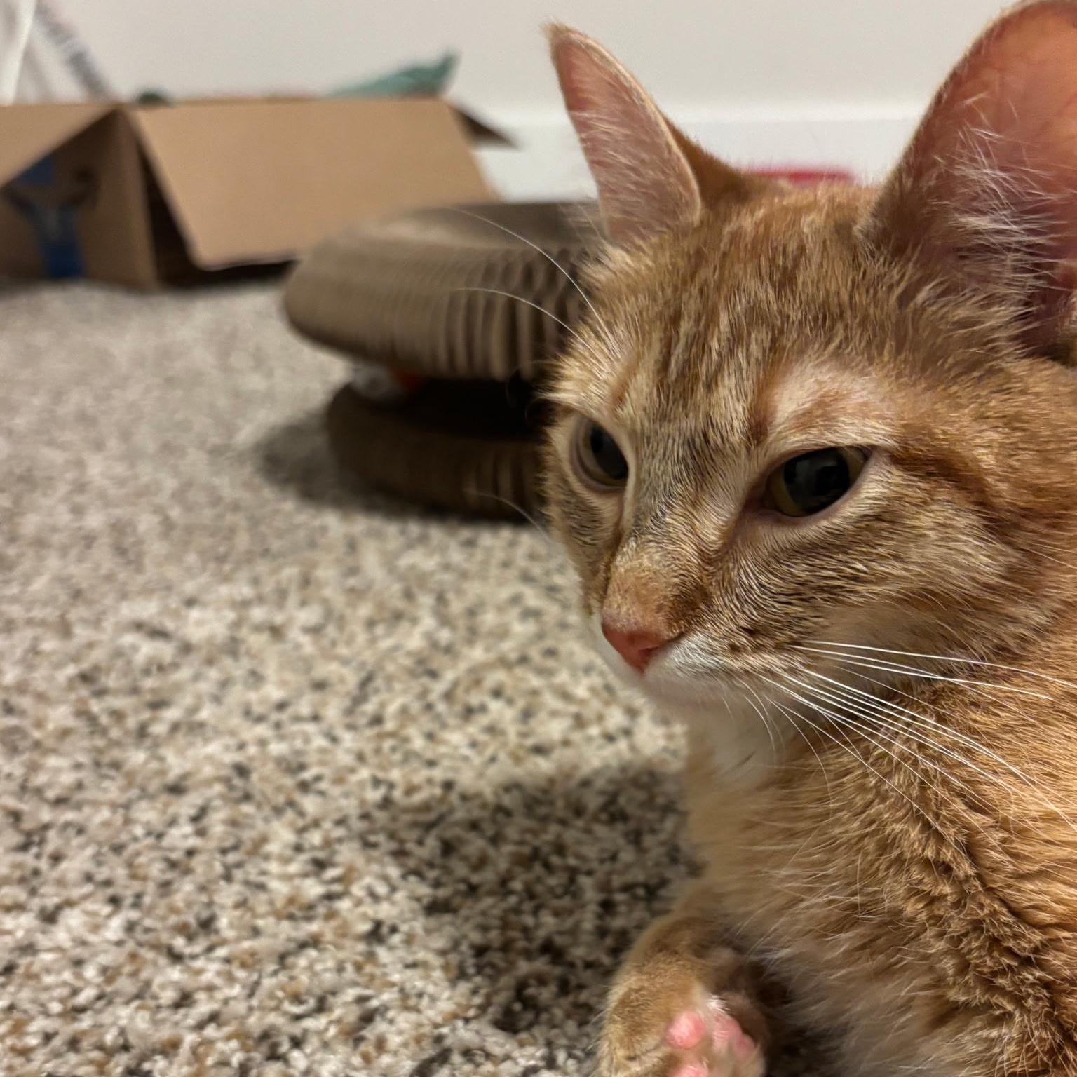 Enlarge Nala, a ADOPTABLE Domestic Short Hair in Renton , WA image 3/4