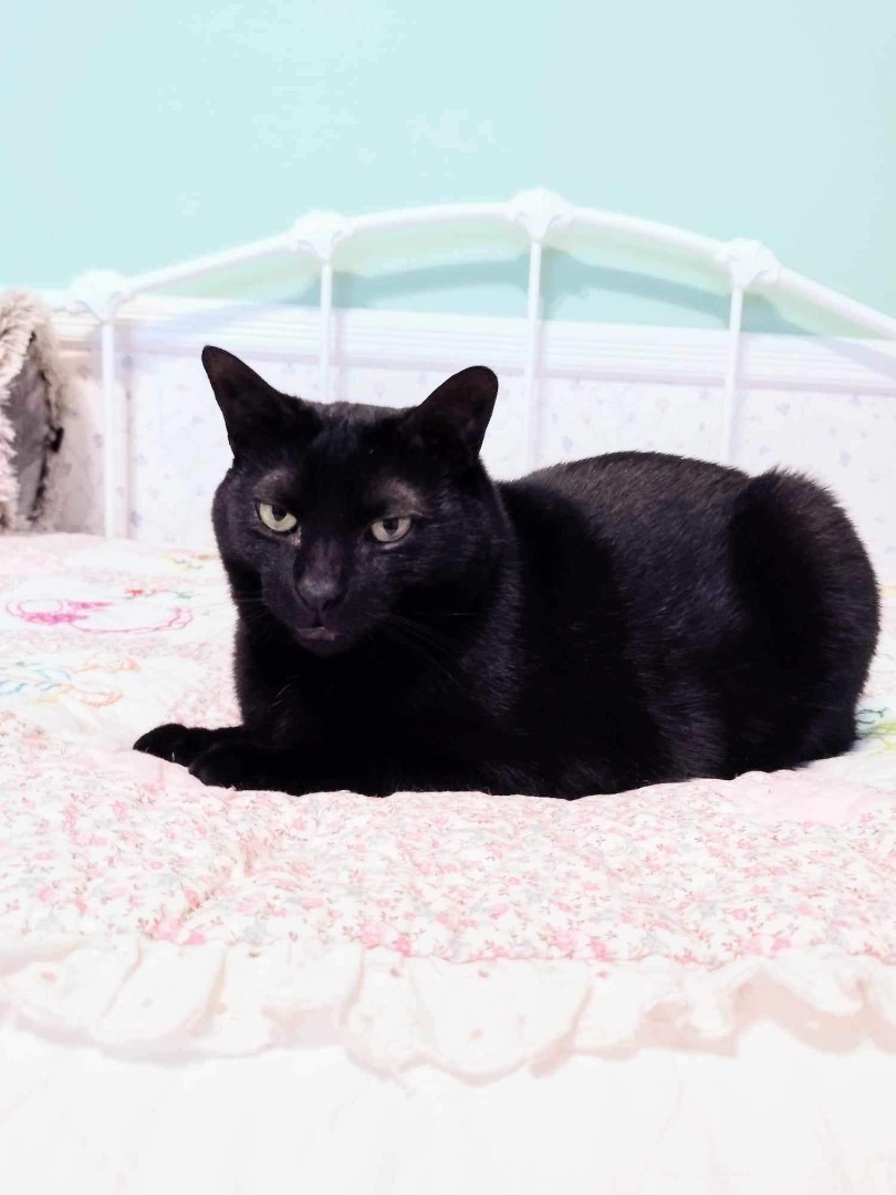 Jeremy and Trixie, a Adoptable mixed breed in Woodmere, NY image 2/6