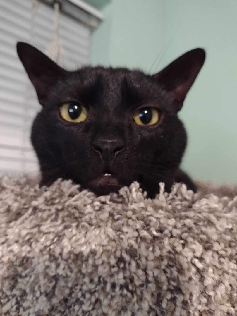 Jeremy and Trixie, a Adoptable mixed breed in Woodmere, NY image 3/6