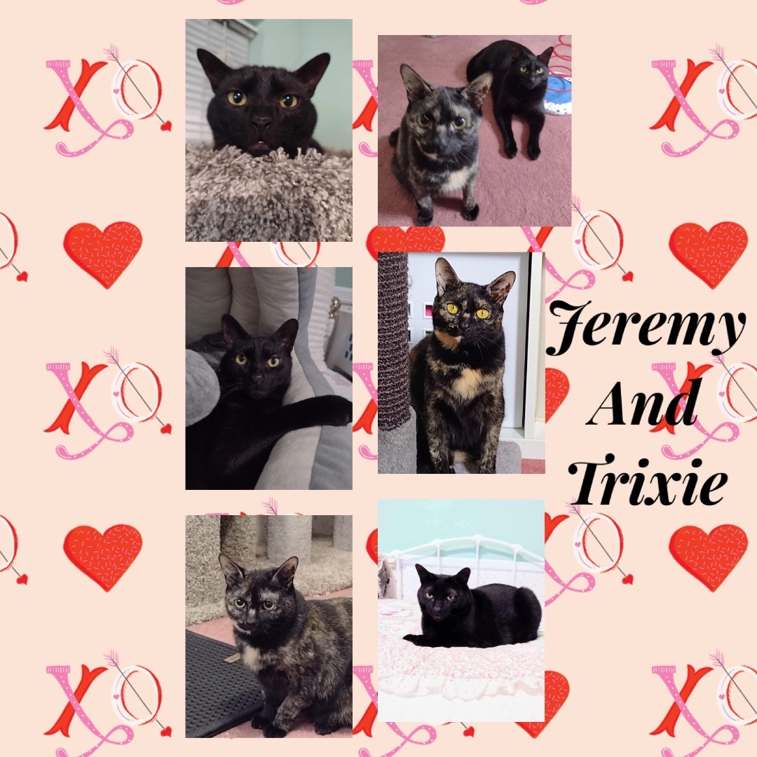 Jeremy and Trixie, a Adoptable mixed breed in Woodmere, NY image 6/6