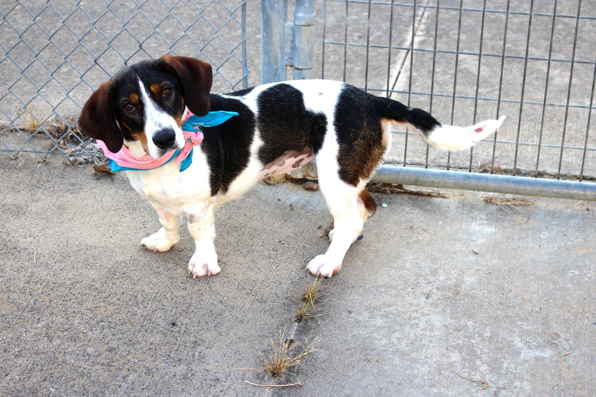 Lilly, Adult Female unknown