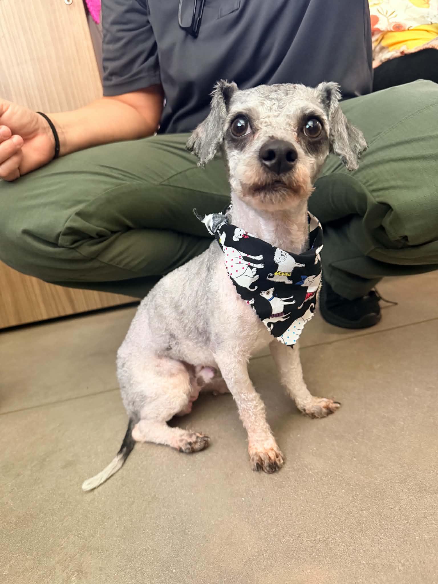 Enlarge LambChop, a ADOPTABLE mixed breed in Orlando, FL image 2/3