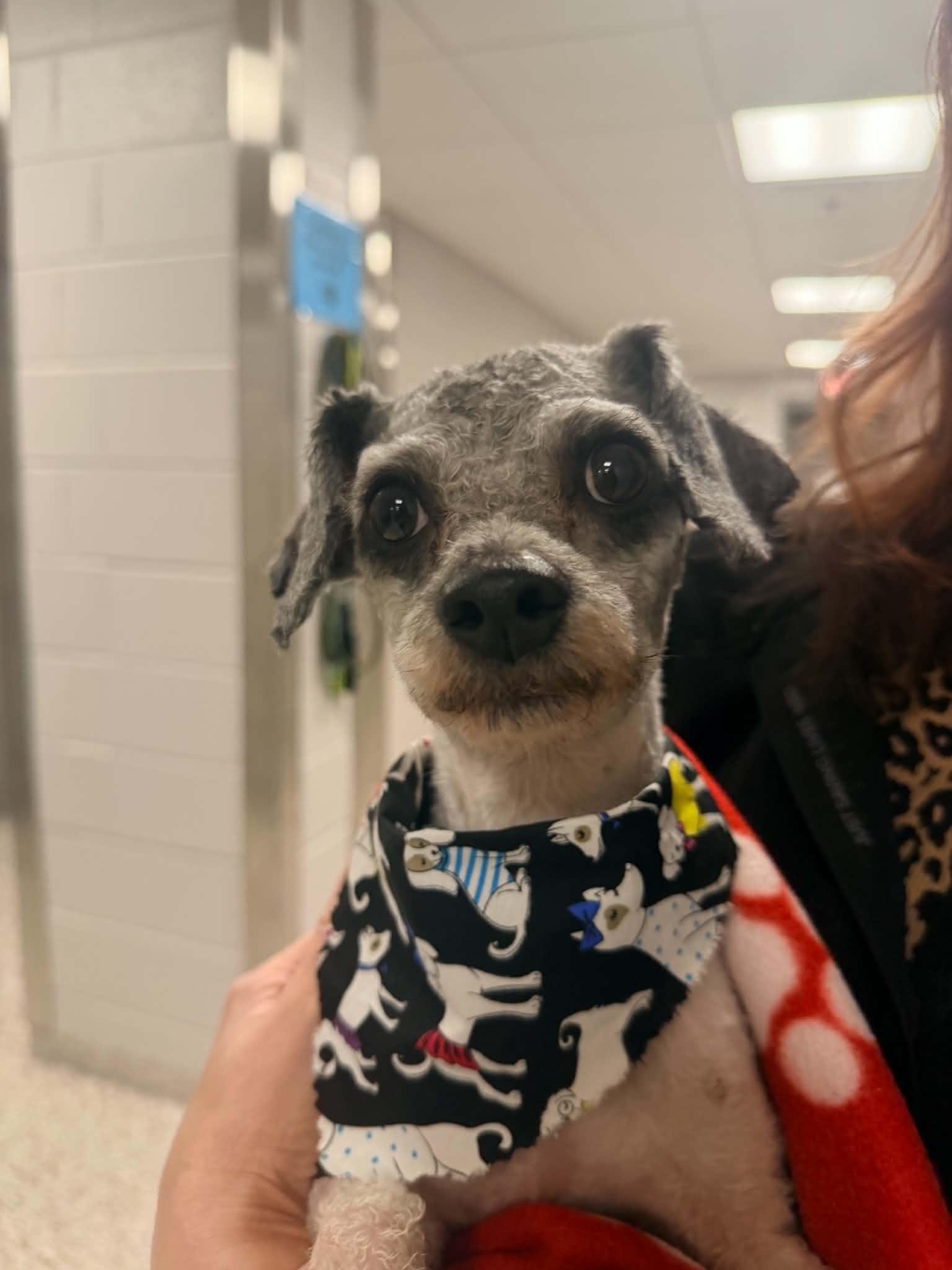 LambChop, ADOPTABLE, Young Male Miniature Poodle & Poodle (Toy).