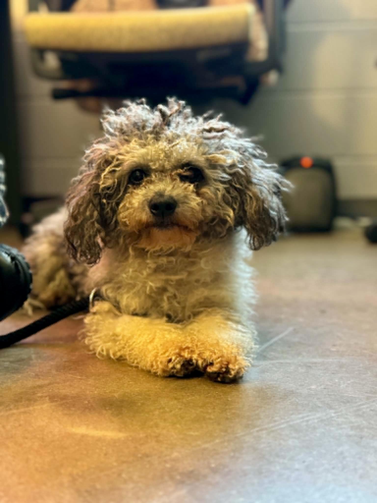 Enlarge LambChop, a ADOPTABLE mixed breed in Orlando, FL image 3/3