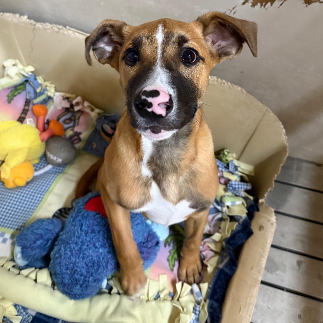 Button, Adoptable, Puppy Male Mixed Breed.
