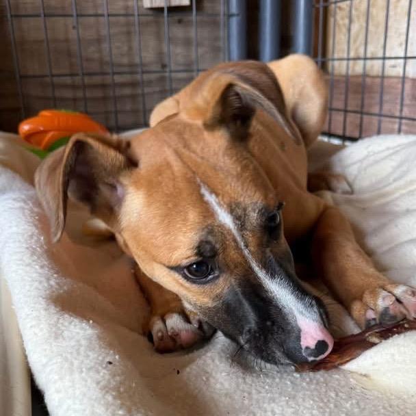 Enlarge Button, a Adoptable Mixed Breed in Redwood Valley, CA image 2/6