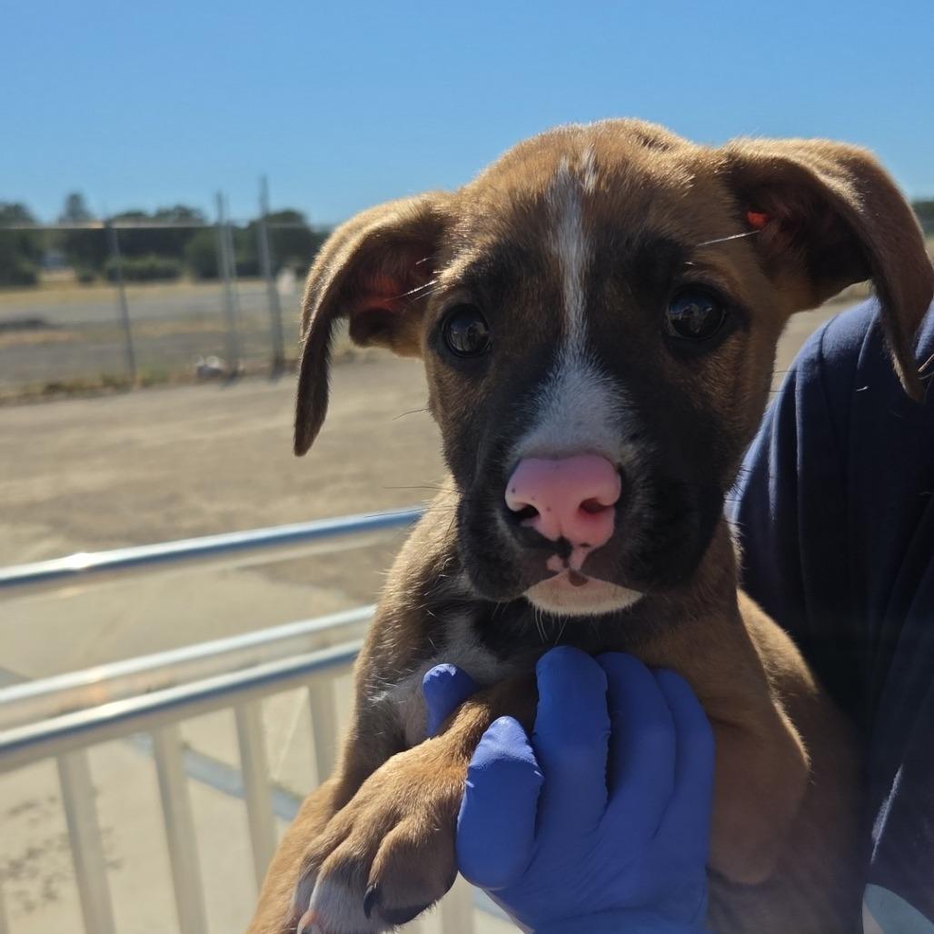 Enlarge Button, a Adoptable Mixed Breed in Redwood Valley, CA image 3/6