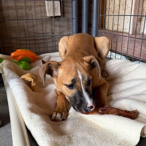 Enlarge Button, a Adoptable Mixed Breed in Redwood Valley, CA image 4/6