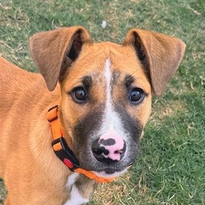 Enlarge Button, a Adoptable Mixed Breed in Redwood Valley, CA image 5/6