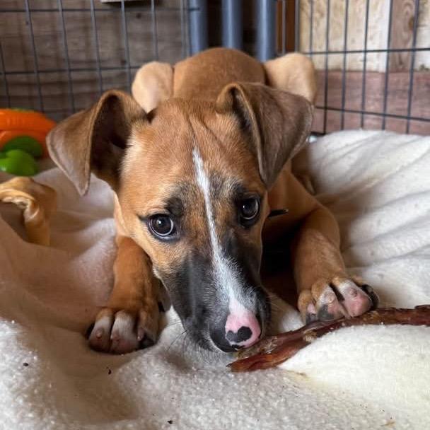 Enlarge Button, a Adoptable Mixed Breed in Redwood Valley, CA image 6/6
