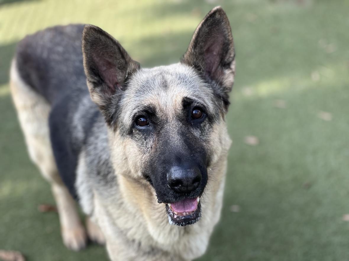 Enlarge STAR, a Adoptable German Shepherd Dog in Los Angeles, CA image 2/3