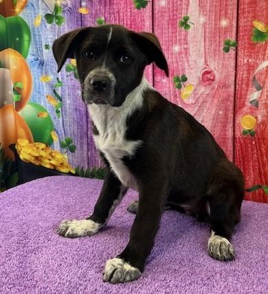 Paulette, Adoptable, Puppy Female Labrador Retriever.