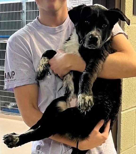 Enlarge Paulette, a Adoptable mixed breed in Nacogdoches, TX image 2/5