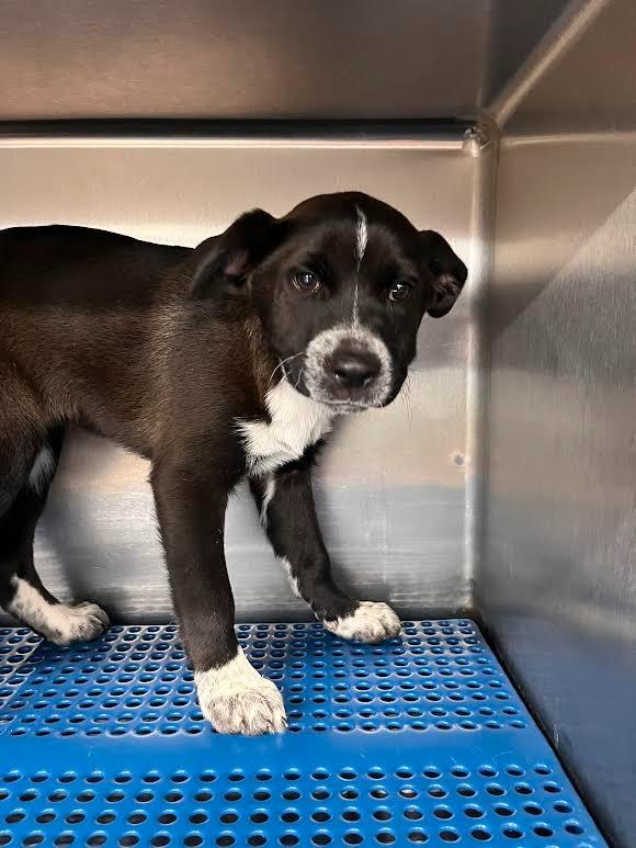 Enlarge Paulette, a Adoptable mixed breed in Nacogdoches, TX image 2/2