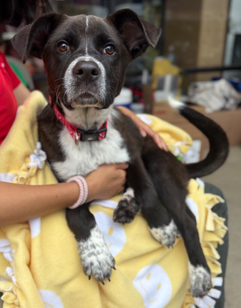 Enlarge Paulette, a Adoptable mixed breed in Nacogdoches, TX image 4/5