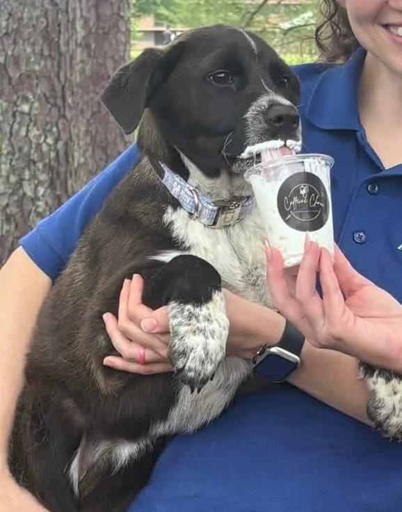 Enlarge Paulette, a Adoptable mixed breed in Nacogdoches, TX image 5/5