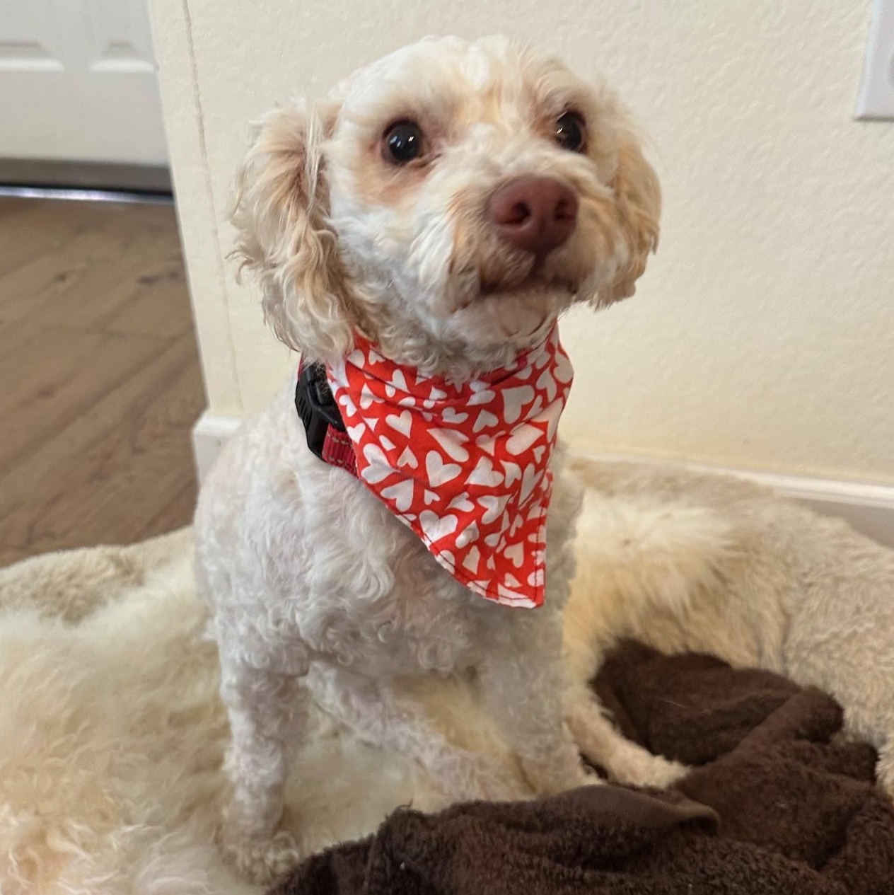 Miklo, Adoptable, Young Male Poodle & Schnauzer.