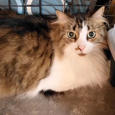 Simba, Adoptable, Adult Male Domestic Long Hair.