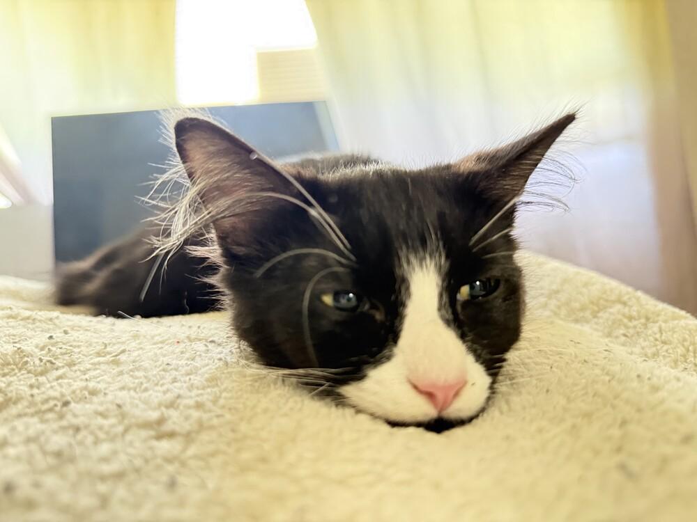 C.c.  Ed thumbnail 2