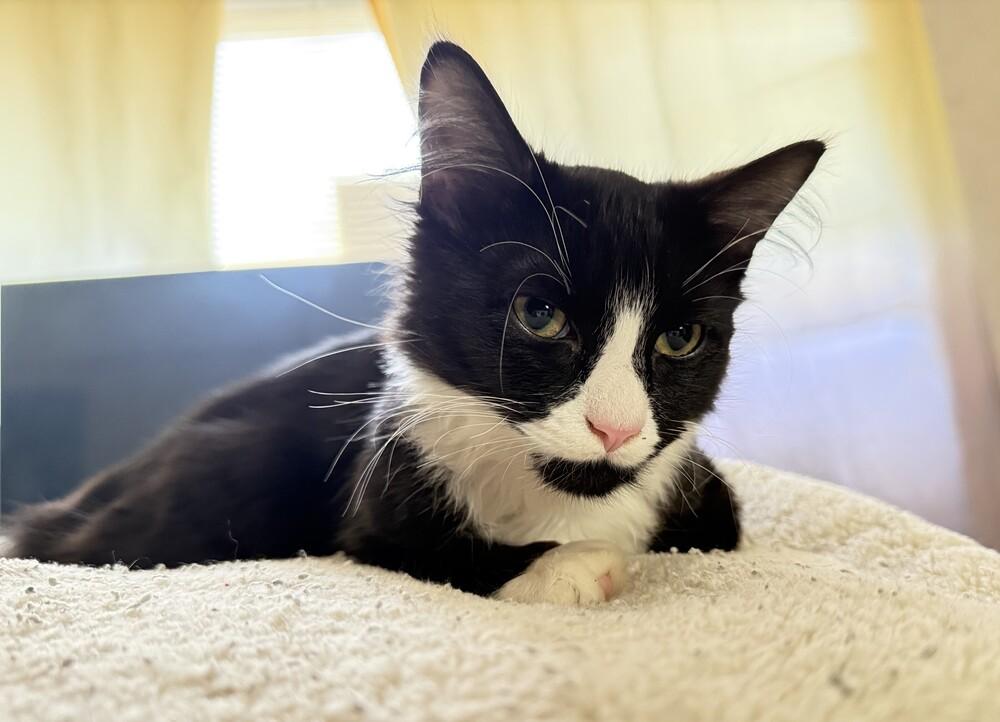 C.c.  Ed thumbnail 3