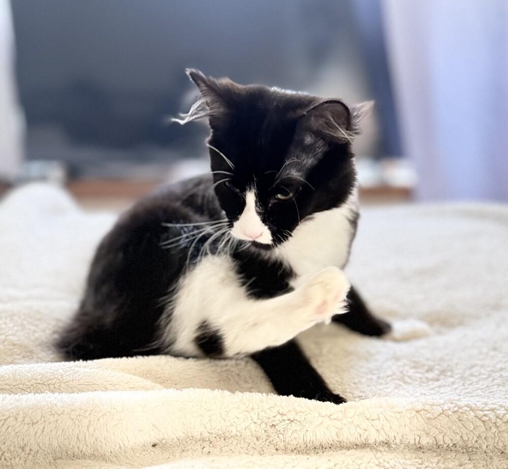 C.c.  Ed thumbnail 4