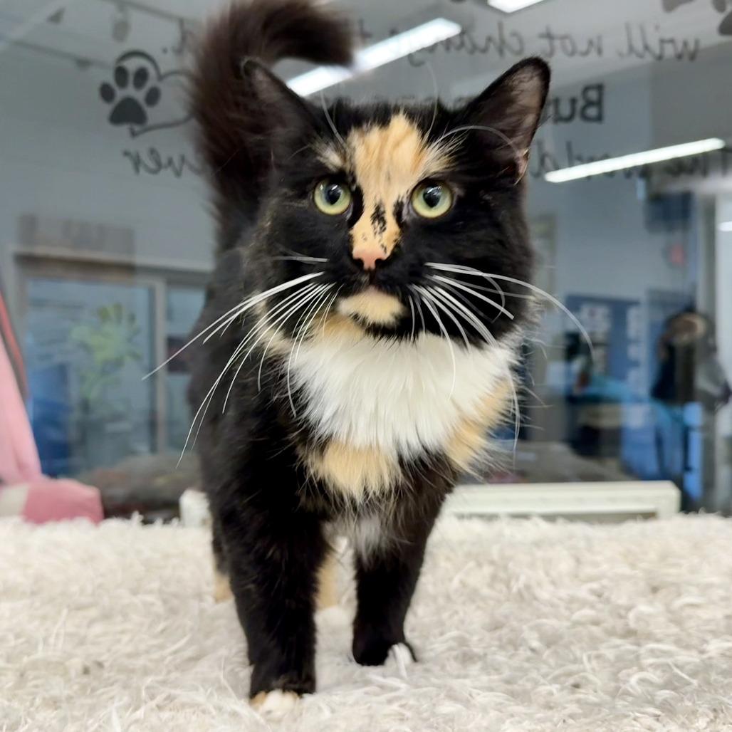 Enlarge Wren, a Adoptable Domestic Long Hair in Marshall, VA image 1/4