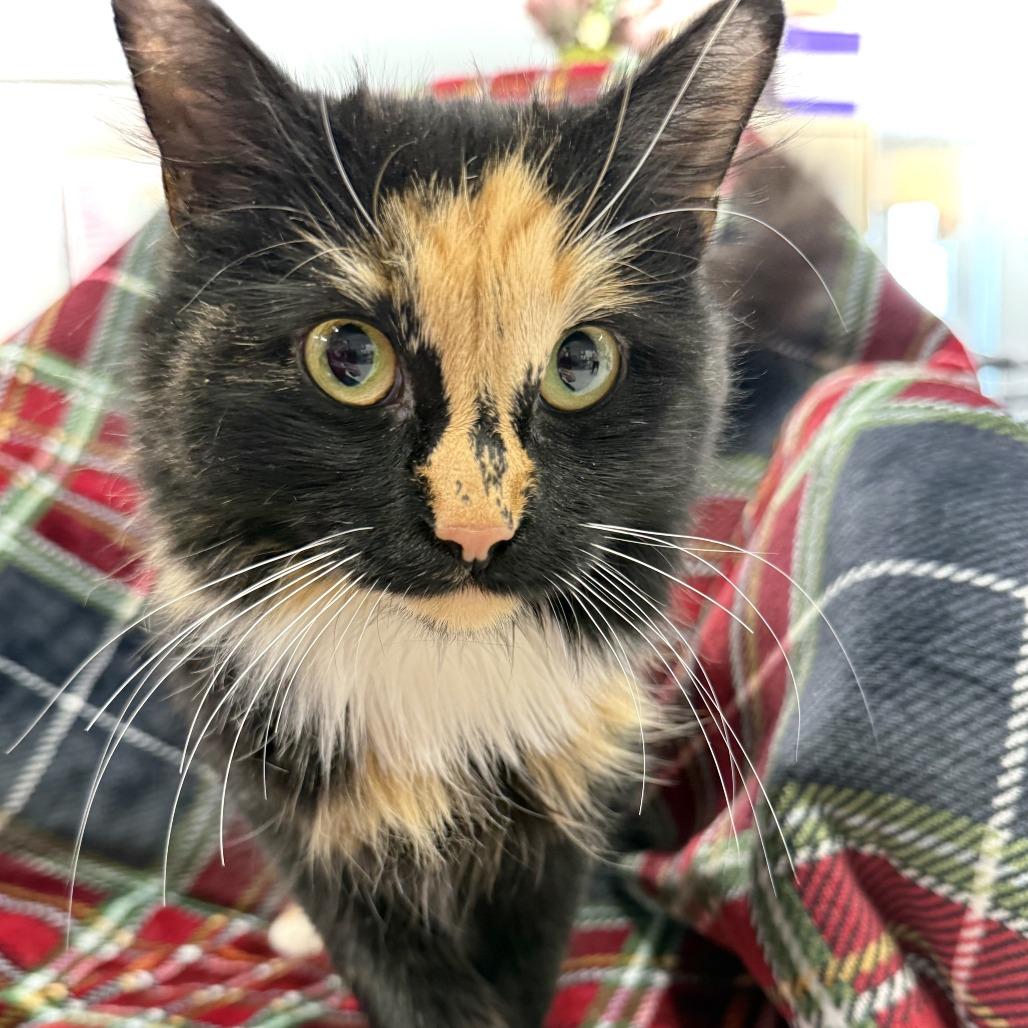 Enlarge Wren, a Adoptable Domestic Long Hair in Marshall, VA image 2/4