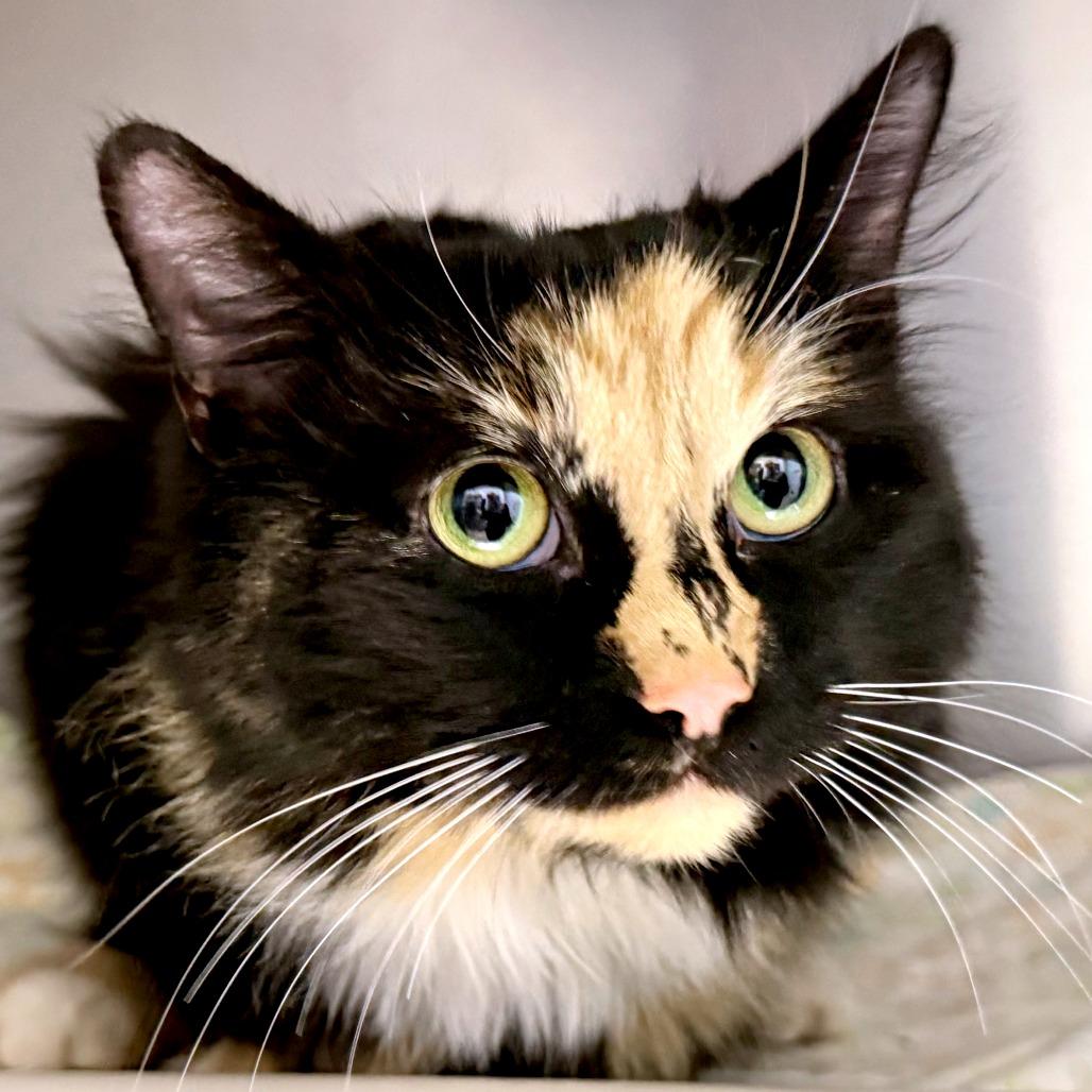 Enlarge Wren, a Adoptable Domestic Long Hair in Marshall, VA image 3/4