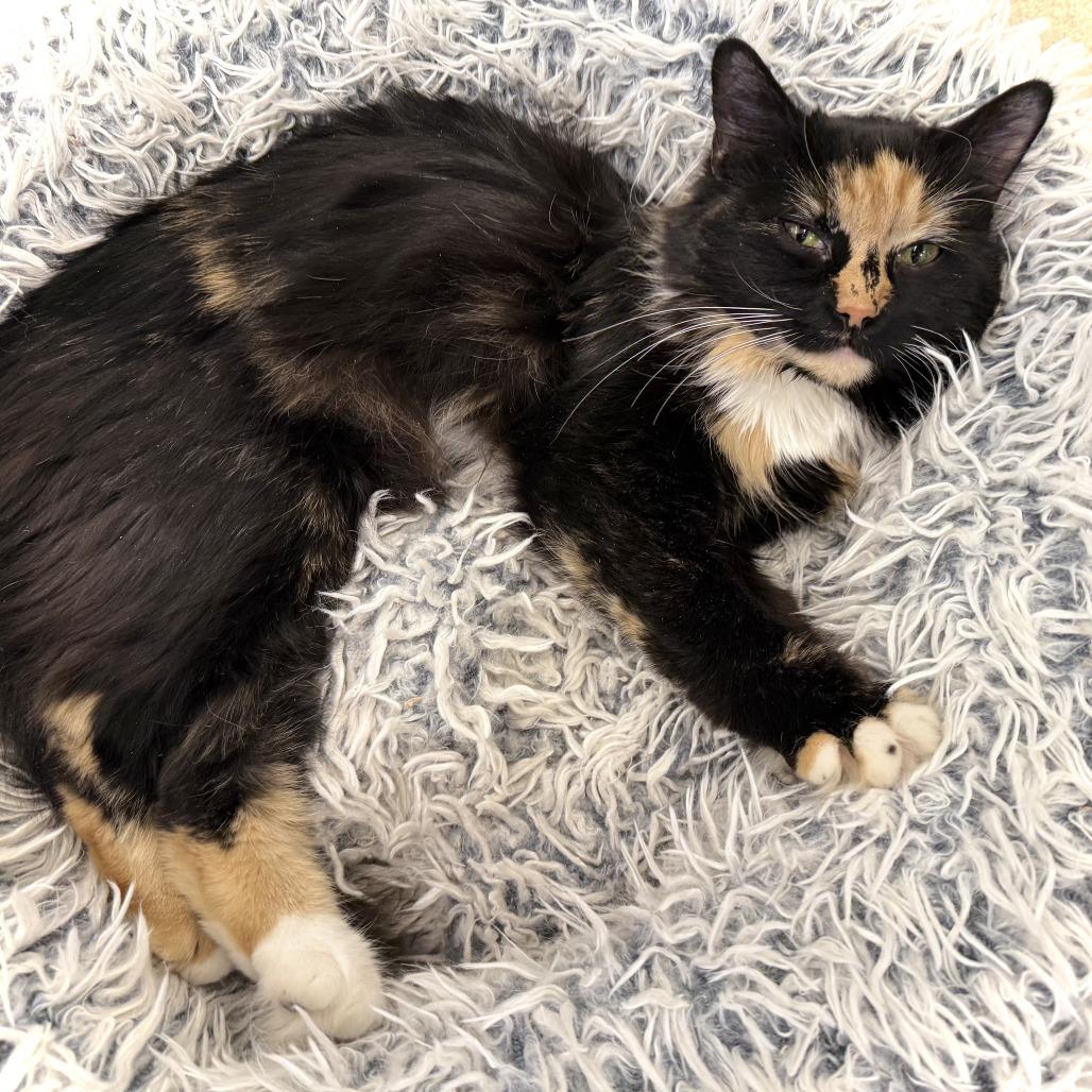 Enlarge Wren, a Adoptable Domestic Long Hair in Marshall, VA image 4/4