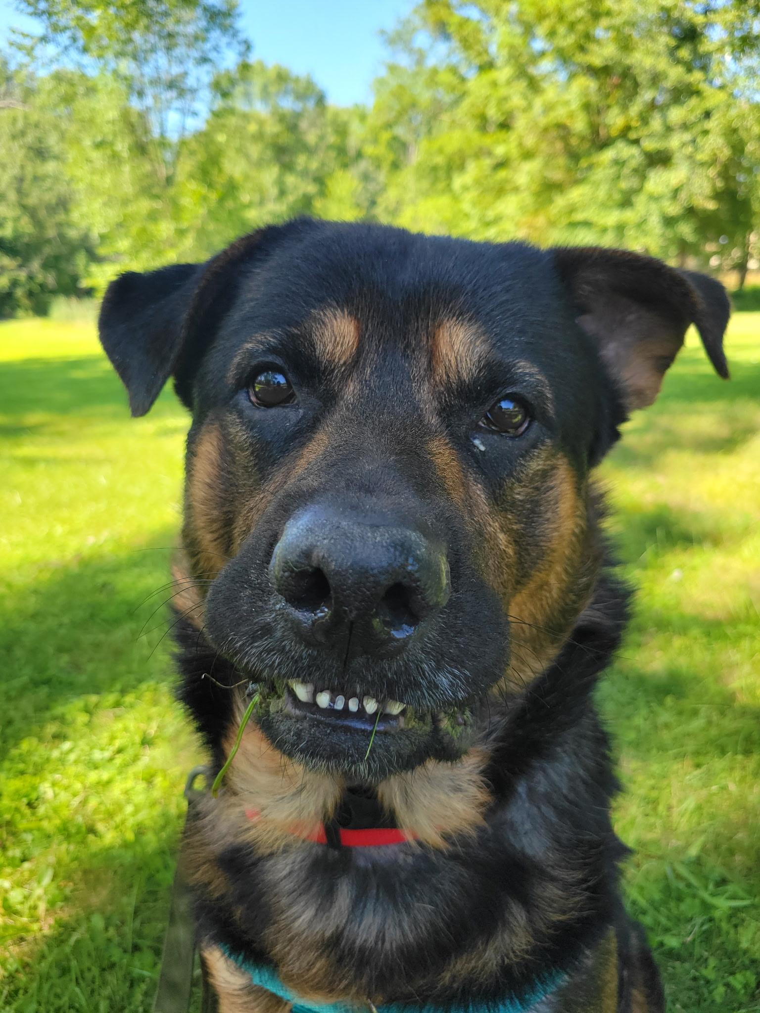 Butch, a Adoptable mixed breed in Voorhees, NJ image 1/5