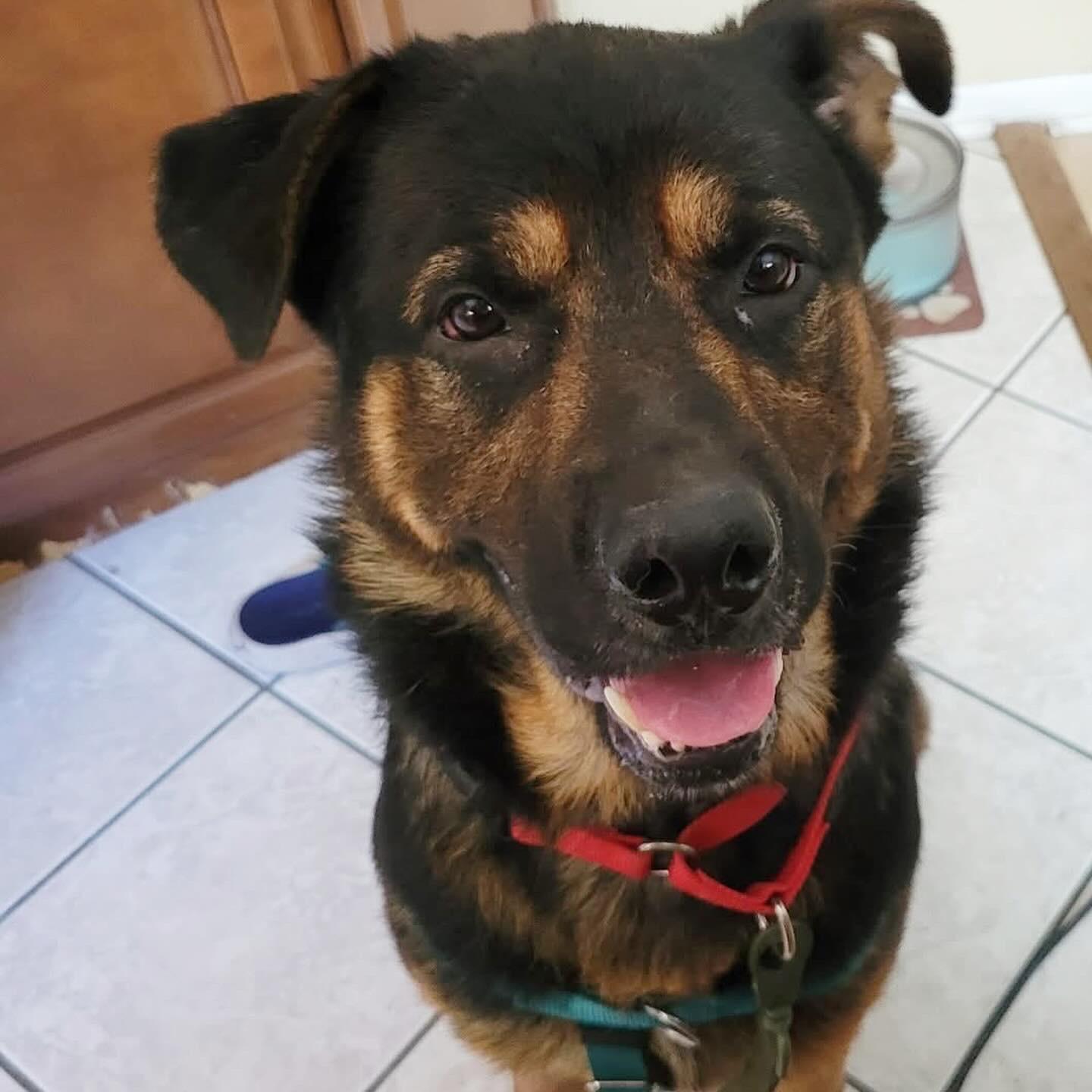 Butch, a Adoptable mixed breed in Voorhees, NJ image 2/5