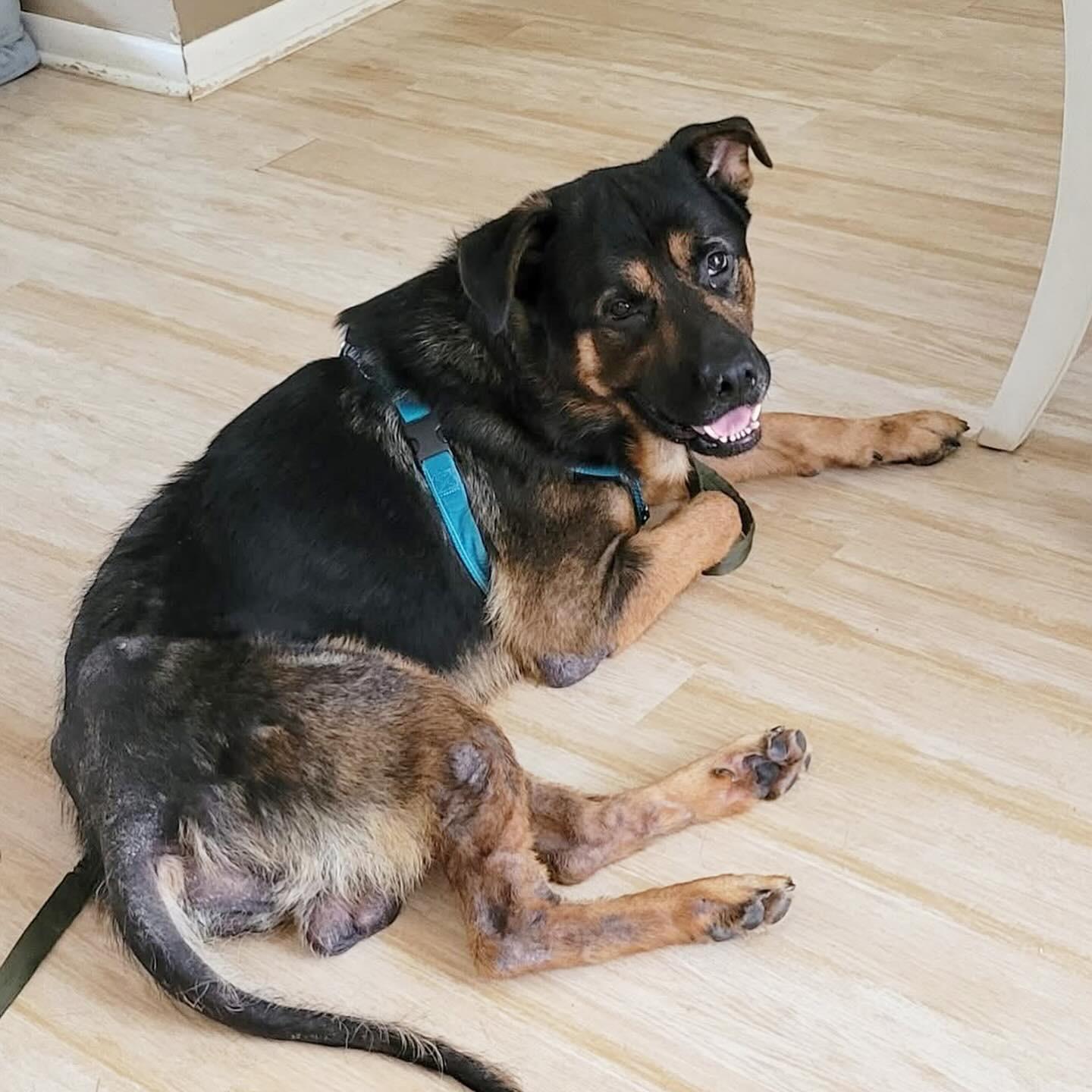 Butch, a Adoptable mixed breed in Voorhees, NJ image 3/5