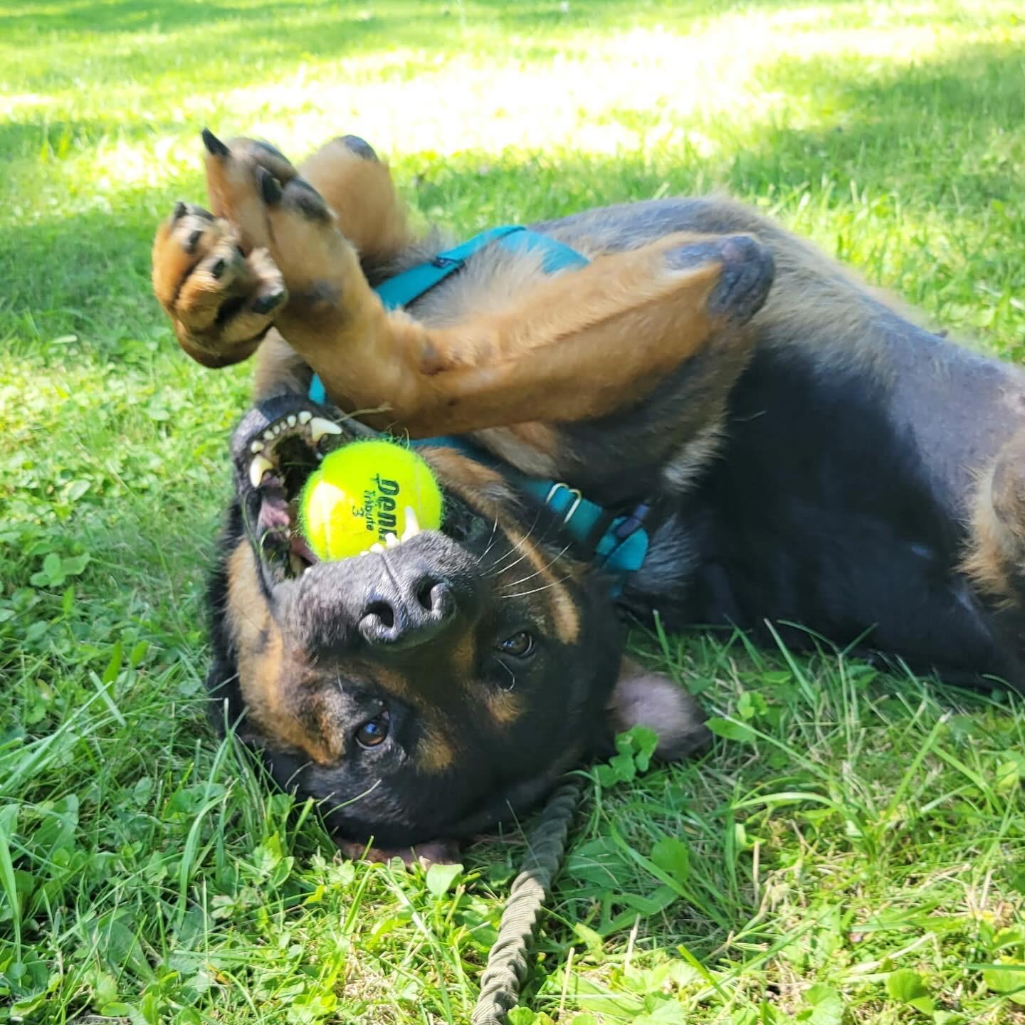 Butch, a Adoptable mixed breed in Voorhees, NJ image 4/5