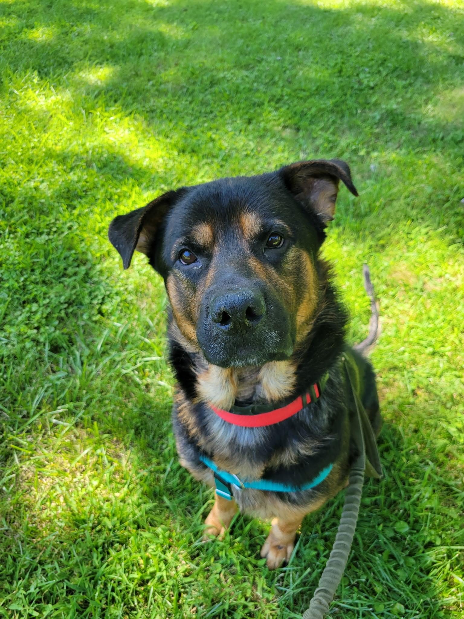 Butch, a Adoptable mixed breed in Voorhees, NJ image 5/5